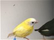 Te koop prachtig koppels driekleur papagaaiamadines split voor geel - 3 - Thumbnail
