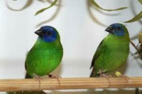 Te koop prachtig koppels driekleur papagaaiamadines split voor geel - 4