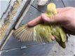 Jonge aan hande gewende en zelfstandige agarpornis van hobby - 1 - Thumbnail