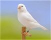 Koppels witte waterslagers Vogels ook los te koop - 0 - Thumbnail