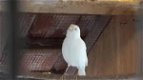 Koppels witte waterslagers Vogels ook los te koop - 4 - Thumbnail