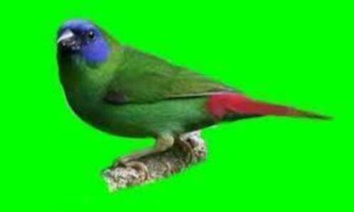 Te koop prachtig koppels driekleur papagaaiamadines papagaai - 0