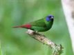 Te koop prachtig koppels driekleur papagaaiamadines papagaai - 1 - Thumbnail