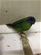 Te koop prachtig koppels driekleur papagaaiamadines papagaai - 2 - Thumbnail