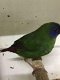Te koop prachtig koppels driekleur papagaaiamadines papagaai - 3 - Thumbnail