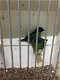 Te koop prachtig koppels driekleur papagaaiamadines papagaai - 5 - Thumbnail