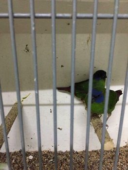 Te koop prachtig koppels driekleur papagaaiamadines papagaai - 6