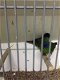 Te koop prachtig koppels driekleur papagaaiamadines papagaai - 6 - Thumbnail