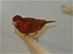 Rode pigment kanarie koppels - 2 - Thumbnail