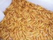 Te koop goede mooie levende reuze meelwormen - 0 - Thumbnail