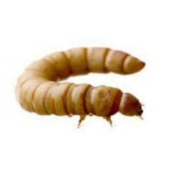 Te koop goede mooie levende reuze meelwormen - 1