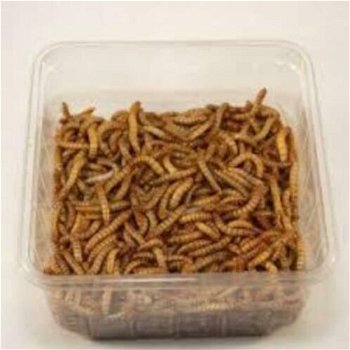 Te koop goede mooie levende reuze meelwormen - 2