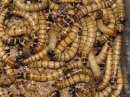 Te koop goede mooie levende Morio meelwormen - 1
