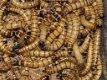 Te koop goede mooie levende Morio meelwormen - 1 - Thumbnail