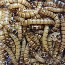 Te koop goede mooie levende Morio meelwormen - 2