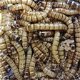 Te koop goede mooie levende Morio meelwormen - 2 - Thumbnail