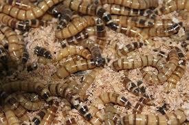 Te koop goede mooie levende Morio meelwormen - 4