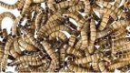 Te koop goede mooie levende Morio meelwormen - 5 - Thumbnail