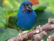 Prachtige koppels en losse poppen blauwe forbes papagaaiamadines - 0