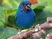Prachtige koppels en losse poppen blauwe forbes papagaaiamadines - 0 - Thumbnail