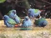 Prachtige koppels en losse poppen blauwe forbes papagaaiamadines - 1 - Thumbnail