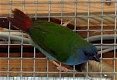 Prachtige koppels en losse poppen blauwe forbes papagaaiamadines - 2 - Thumbnail
