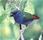Prachtige koppels en losse poppen blauwe forbes papagaaiamadines - 3 - Thumbnail