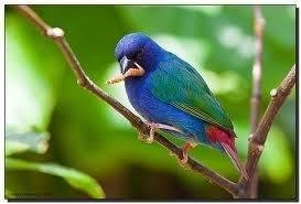 Prachtige koppels en losse poppen blauwe forbes papagaaiamadines - 4
