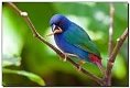 Prachtige koppels en losse poppen blauwe forbes papagaaiamadines - 5 - Thumbnail
