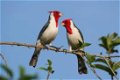 Te koop onverwante koppels roodkuif kardinalen met DNA - 2 - Thumbnail