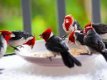 Te koop onverwante koppels roodkuif kardinalen met DNA - 3 - Thumbnail