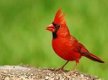 Te koop onverwante koppels rode kardinalen - 0 - Thumbnail