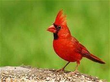 Te koop onverwante koppels rode kardinalen 