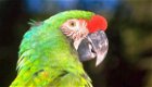 Geslachtsbepaling van papegaaien en parkieten - 1 - Thumbnail