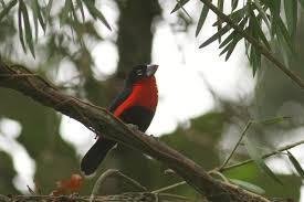 Te koop koppel Western Bluebill - Roodborstblauwsnavel - Spermophaga haematina - 1