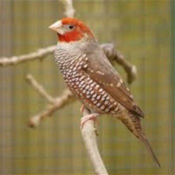 Koppel Roodkopamadine (Amadina erythrocephala) em losse po - 0