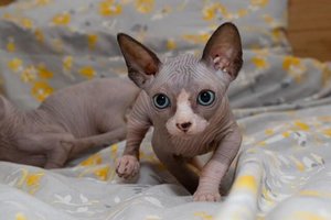 Sphynx Kittens - 0