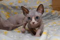 Sphynx Kittens - 0 - Thumbnail