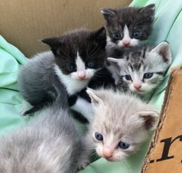 Munchkin Kittens te koop - 0