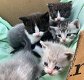 Munchkin Kittens te koop - 0 - Thumbnail