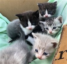 Munchkin Kittens te koop