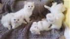 Pure Perzische kittens - 0 - Thumbnail