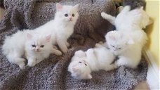 Pure Perzische kittens