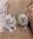 Birma Kittens - 0 - Thumbnail