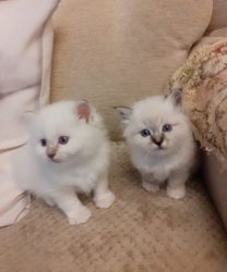Birma Kittens