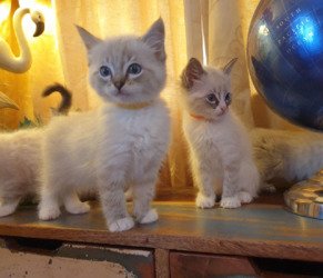 Mooie Ragdoll Kittens - 0