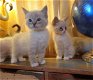 Mooie Ragdoll Kittens - 0 - Thumbnail