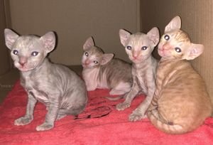 nest van Cornish Rex kittens uit Amerikaanse lijnen - 0