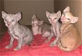 nest van Cornish Rex kittens uit Amerikaanse lijnen - 0 - Thumbnail