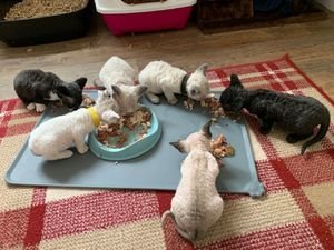 Devon Rex Kittens klaar om te gaan - 0